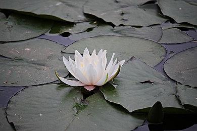 《异度之刃》系列在Switch销量超过700万